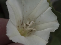 Calystegia occidentalis