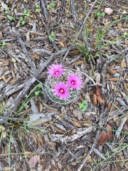 Mammillaria wrightii wilcoxii