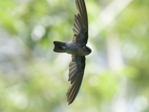 Aerodramus spodiopygius observed 2025-02-14