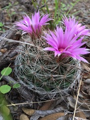 Mammillaria wrightii wilcoxii
