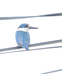 Flat-Billed Kingfisher photo 3