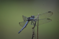 Cannaphila