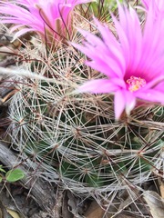 Mammillaria wrightii wilcoxii
