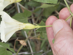 Calystegia occidentalis