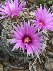 Mammillaria wrightii wilcoxii