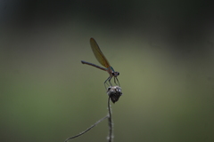 Hetaerina cruentata
