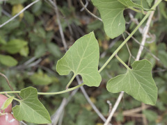 Calystegia occidentalis