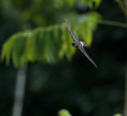 Aerodramus spodiopygius observed 2025-02-14