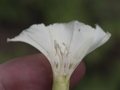 Calystegia occidentalis