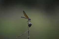 Hetaerina cruentata