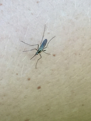 Aedes trivittatus
