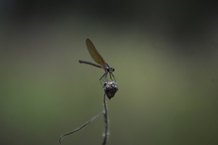 Hetaerina cruentata