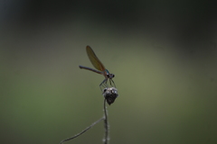 Hetaerina cruentata