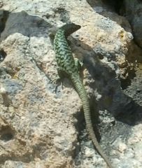 Archaeolacerta bedriagae