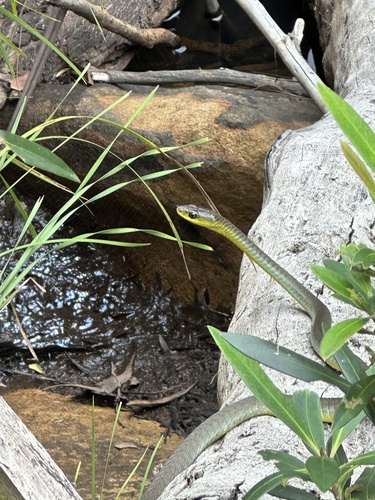 Common Tree Snake sighting