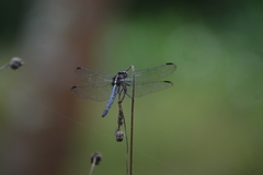 Cannaphila