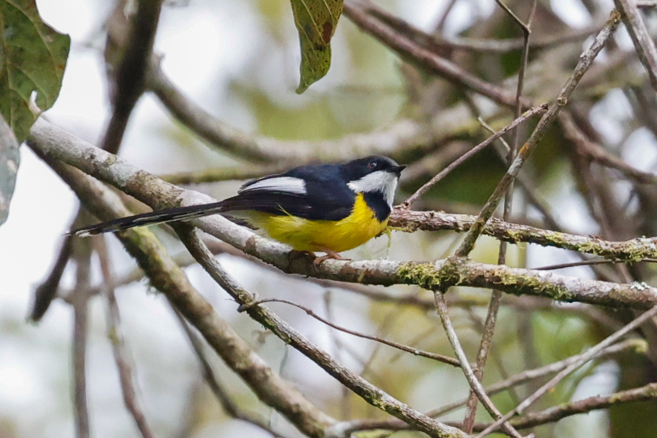 White-winged Apalis illustration