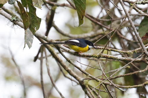 White-winged Apalis (Apalis chariessa), photo 2