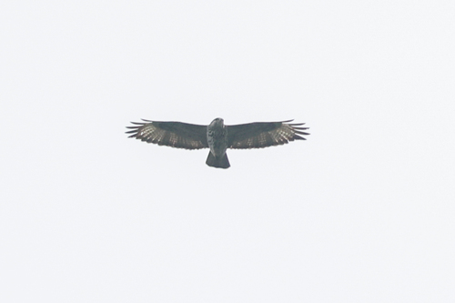 Mountain Buzzard (Buteo oreophilus), photo 10