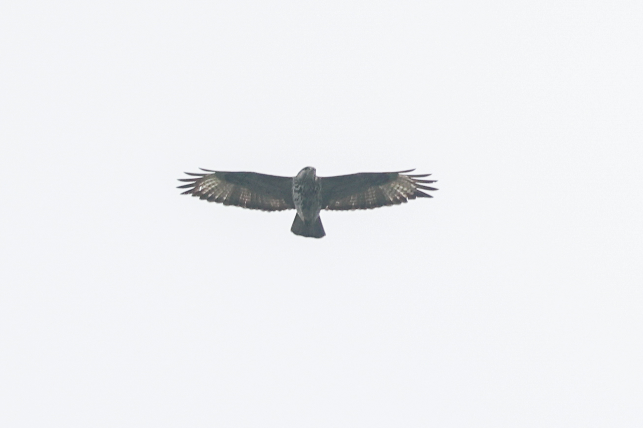 Mountain Buzzard (Buteo oreophilus), photo 3