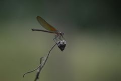 Hetaerina cruentata