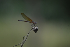 Hetaerina cruentata