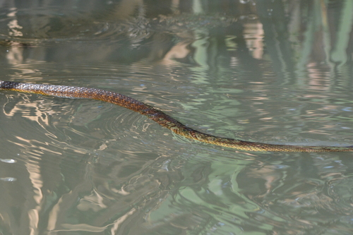 Western Tiger Snake sighting