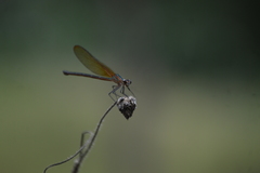 Hetaerina cruentata