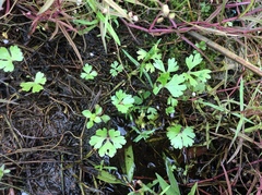 Ranunculus flabellaris