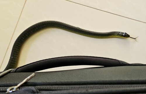 Common Tree Snake sighting