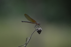 Hetaerina cruentata