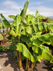 Musa basjoo