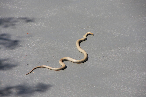 Eastern Brown Snake sighting
