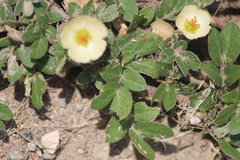 Kallstroemia rosei
