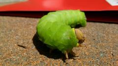 Antheraea polyphemus