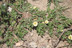 Kallstroemia rosei