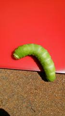 Antheraea polyphemus