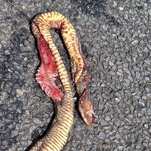 Eastern Brown Snake sighting