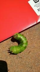 Antheraea polyphemus