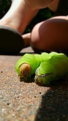 Antheraea polyphemus