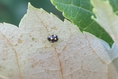 Brachiacantha ursina