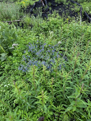Tall Bluebell