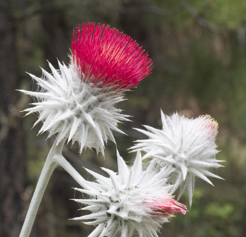 Cirsium occidentale var. candidissimum
