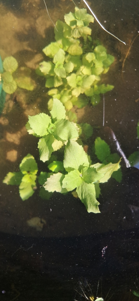 Diệu – Hygrophila difformis