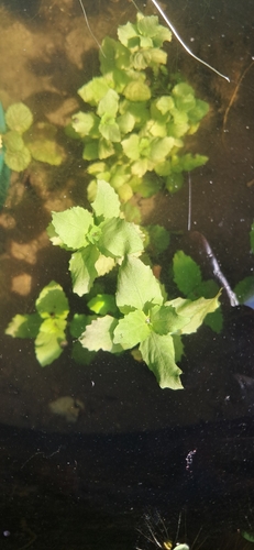 Image of Hygrophila difformis by (c) Sandipan Das, some rights reserved (CC BY)