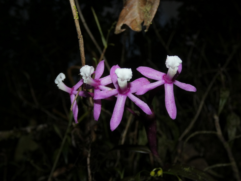 Epidendrum urraoense Hágsater 3