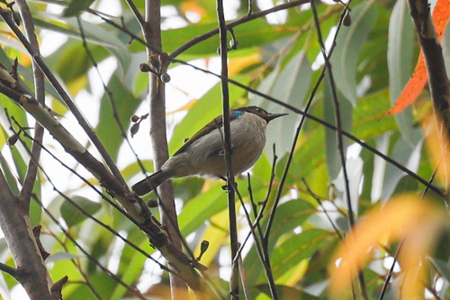 Uluguru Violet-backed Sunbird (Anthreptes neglectus), photo 3
