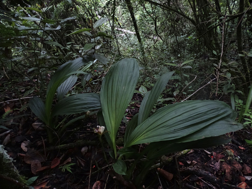 Lycaste macrophylla, photograph 6
