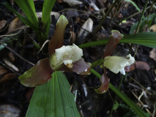Lycaste macrophylla, photograph 5