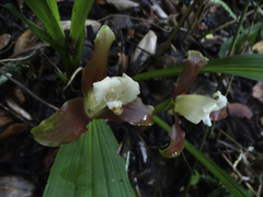 Lycaste macrophylla, photograph (c) biped_cub, some rights reserved (CC BY)